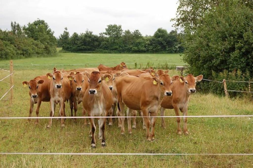 Gite A La Ferme, Au Coeur Du Mene Laurenan Экстерьер фото