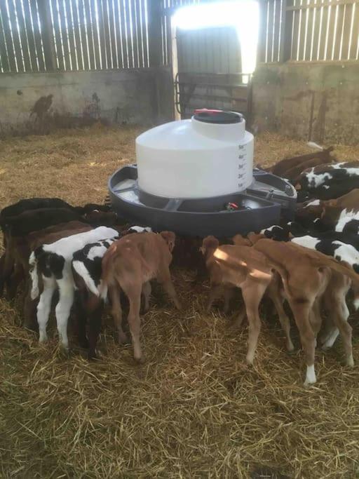 Gite A La Ferme, Au Coeur Du Mene Laurenan Экстерьер фото